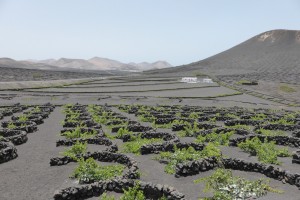 La vigne a à la fois bien chaud et est protégée du vent. 